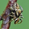 Jumping spiders - Evarcha falcata (copulation) | Fotografijos autorius : Darius Baužys | © Macrogamta.lt | Šis tinklapis priklauso bendruomenei kuri domisi makro fotografija ir fotografuoja gyvąjį makro pasaulį.