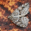 Juniper carpet - Thera juniperata | Fotografijos autorius : Gintautas Steiblys | © Macronature.eu | Macro photography web site