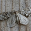 Juniper carpet - Thera juniperata | Fotografijos autorius : Vytautas Gluoksnis | © Macronature.eu | Macro photography web site