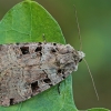 Juodadėmis dirvinukas - Xestia triangulum | Fotografijos autorius : Gintautas Steiblys | © Macrogamta.lt | Šis tinklapis priklauso bendruomenei kuri domisi makro fotografija ir fotografuoja gyvąjį makro pasaulį.