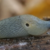 Juodagalvis dirvašliužis - Krynickillus melanocephalus | Fotografijos autorius : Gintautas Steiblys | © Macrogamta.lt | Šis tinklapis priklauso bendruomenei kuri domisi makro fotografija ir fotografuoja gyvąjį makro pasaulį.