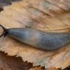 Juodagalvis dirvašliužis - Krynickillus melanocephalus | Fotografijos autorius : Žilvinas Pūtys | © Macrogamta.lt | Šis tinklapis priklauso bendruomenei kuri domisi makro fotografija ir fotografuoja gyvąjį makro pasaulį.