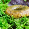 Juosvasis piengrybis | Ugly Milk-cap | Lactarius turpis | Fotografijos autorius : Darius Baužys | © Macrogamta.lt | Šis tinklapis priklauso bendruomenei kuri domisi makro fotografija ir fotografuoja gyvąjį makro pasaulį.