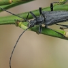 Išvartinis pjūvininkas - Oxymirus cursor ♂ | Fotografijos autorius : Gintautas Steiblys | © Macrogamta.lt | Šis tinklapis priklauso bendruomenei kuri domisi makro fotografija ir fotografuoja gyvąjį makro pasaulį.