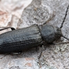 Juodasis kelmalindis - Asemum striatum | Fotografijos autorius : Kazimieras Martinaitis | © Macrogamta.lt | Šis tinklapis priklauso bendruomenei kuri domisi makro fotografija ir fotografuoja gyvąjį makro pasaulį.