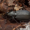 Juodasis smiltžygis - Pterostichus niger | Fotografijos autorius : Žilvinas Pūtys | © Macrogamta.lt | Šis tinklapis priklauso bendruomenei kuri domisi makro fotografija ir fotografuoja gyvąjį makro pasaulį.