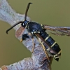 Juodasis stiklasparnis - Paranthrene tabaniformis | Fotografijos autorius : Gintautas Steiblys | © Macrogamta.lt | Šis tinklapis priklauso bendruomenei kuri domisi makro fotografija ir fotografuoja gyvąjį makro pasaulį.