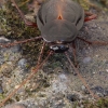 Juodasis tarakonas - Blatta orientalis ♂ | Fotografijos autorius : Gintautas Steiblys | © Macrogamta.lt | Šis tinklapis priklauso bendruomenei kuri domisi makro fotografija ir fotografuoja gyvąjį makro pasaulį.