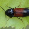 Juodgalvis kelmaspragšis - Ampedus balteatus | Fotografijos autorius : Gintautas Steiblys | © Macrogamta.lt | Šis tinklapis priklauso bendruomenei kuri domisi makro fotografija ir fotografuoja gyvąjį makro pasaulį.