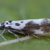 Juodmargė etmija - Ethmia quadrillella | Fotografijos autorius : Žilvinas Pūtys | © Macrogamta.lt | Šis tinklapis priklauso bendruomenei kuri domisi makro fotografija ir fotografuoja gyvąjį makro pasaulį.