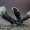 Juodoji holvėja - Holwaya mucida | Fotografijos autorius : Žilvinas Pūtys | © Macrogamta.lt | Šis tinklapis priklauso bendruomenei kuri domisi makro fotografija ir fotografuoja gyvąjį makro pasaulį.