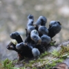 Juodoji holvėja - Holwaya mucida | Fotografijos autorius : Vytautas Gluoksnis | © Macrogamta.lt | Šis tinklapis priklauso bendruomenei kuri domisi makro fotografija ir fotografuoja gyvąjį makro pasaulį.