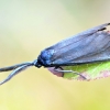 Juodrys - Rhagades pruni | Fotografijos autorius : Kazimieras Martinaitis | © Macrogamta.lt | Šis tinklapis priklauso bendruomenei kuri domisi makro fotografija ir fotografuoja gyvąjį makro pasaulį.