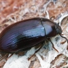 Violetinis juodvabalis - Platydema violaceum | Fotografijos autorius : Gintautas Steiblys | © Macrogamta.lt | Šis tinklapis priklauso bendruomenei kuri domisi makro fotografija ir fotografuoja gyvąjį makro pasaulį.