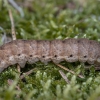 Juostuotasis dirvinukas - Noctua fimbriata, vikšras | Fotografijos autorius : Žilvinas Pūtys | © Macrogamta.lt | Šis tinklapis priklauso bendruomenei kuri domisi makro fotografija ir fotografuoja gyvąjį makro pasaulį.