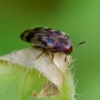 Juostuotasis niūravabalis - Orchesia undulata | Fotografijos autorius : Romas Ferenca | © Macrogamta.lt | Šis tinklapis priklauso bendruomenei kuri domisi makro fotografija ir fotografuoja gyvąjį makro pasaulį.