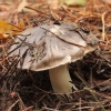 Juosvažalis baltikas - Tricholoma portentosum | Fotografijos autorius : Vytautas Gluoksnis | © Macrogamta.lt | Šis tinklapis priklauso bendruomenei kuri domisi makro fotografija ir fotografuoja gyvąjį makro pasaulį.