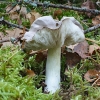 Juosvažalis baltikas - Tricholoma portentosum | Fotografijos autorius : Vytautas Gluoksnis | © Macrogamta.lt | Šis tinklapis priklauso bendruomenei kuri domisi makro fotografija ir fotografuoja gyvąjį makro pasaulį.