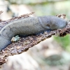 Juosvasis šliužas - Limax cinereoniger | Fotografijos autorius : Kazimieras Martinaitis | © Macrogamta.lt | Šis tinklapis priklauso bendruomenei kuri domisi makro fotografija ir fotografuoja gyvąjį makro pasaulį.