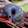 Juosvasis šliužas - Limax cinereoniger | Fotografijos autorius : Romas Ferenca | © Macrogamta.lt | Šis tinklapis priklauso bendruomenei kuri domisi makro fotografija ir fotografuoja gyvąjį makro pasaulį.