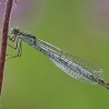 Mėlynoji strėliukė - Enallagma cyathigerum | Fotografijos autorius : Agnė Našlėnienė | © Macrogamta.lt | Šis tinklapis priklauso bendruomenei kuri domisi makro fotografija ir fotografuoja gyvąjį makro pasaulį.