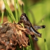 Skėriukas? | Fotografijos autorius : Ramunė Vakarė | © Macrogamta.lt | Šis tinklapis priklauso bendruomenei kuri domisi makro fotografija ir fotografuoja gyvąjį makro pasaulį.