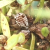 Kadaginis amaras - Cinara juniperi | Fotografijos autorius : Vytautas Tamutis | © Macrogamta.lt | Šis tinklapis priklauso bendruomenei kuri domisi makro fotografija ir fotografuoja gyvąjį makro pasaulį.