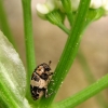 Kailiavabalis - Anthrenus pimpinellae | Fotografijos autorius : Vidas Brazauskas | © Macrogamta.lt | Šis tinklapis priklauso bendruomenei kuri domisi makro fotografija ir fotografuoja gyvąjį makro pasaulį.