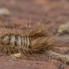 Kailiavabalis - Ctesias serra, lerva | Fotografijos autorius : Žilvinas Pūtys | © Macrogamta.lt | Šis tinklapis priklauso bendruomenei kuri domisi makro fotografija ir fotografuoja gyvąjį makro pasaulį.