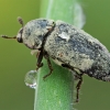 Kailiavabalis - Dermestes frischi | Fotografijos autorius : Gintautas Steiblys | © Macrogamta.lt | Šis tinklapis priklauso bendruomenei kuri domisi makro fotografija ir fotografuoja gyvąjį makro pasaulį.