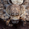 Kamieninis vikrūnas - Philodromus margaritatus ♀ | Fotografijos autorius : Žilvinas Pūtys | © Macrogamta.lt | Šis tinklapis priklauso bendruomenei kuri domisi makro fotografija ir fotografuoja gyvąjį makro pasaulį.