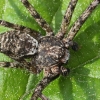 Kamieninis vikrūnas - Philodromus margaritatus ♂ | Fotografijos autorius : Gintautas Steiblys | © Macrogamta.lt | Šis tinklapis priklauso bendruomenei kuri domisi makro fotografija ir fotografuoja gyvąjį makro pasaulį.