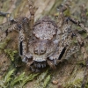 Kamieninis vikrūnas - Philodromus margaritatus | Fotografijos autorius : Gintautas Steiblys | © Macrogamta.lt | Šis tinklapis priklauso bendruomenei kuri domisi makro fotografija ir fotografuoja gyvąjį makro pasaulį.