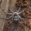 Kamieninis vikrūnas - Philodromus margaritatus | Fotografijos autorius : Giedrius Markevičius | © Macrogamta.lt | Šis tinklapis priklauso bendruomenei kuri domisi makro fotografija ir fotografuoja gyvąjį makro pasaulį.