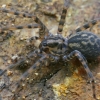 Trobavoris - Tegenaria sp. | Fotografijos autorius : Gintautas Steiblys | © Macrogamta.lt | Šis tinklapis priklauso bendruomenei kuri domisi makro fotografija ir fotografuoja gyvąjį makro pasaulį.