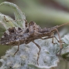 Leaf-footed bug - Centrocoris spiniger | Fotografijos autorius : Žilvinas Pūtys | © Macronature.eu | Macro photography web site