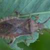 Kampuotblakė - Ceraleptus lividus | Fotografijos autorius : Žilvinas Pūtys | © Macrogamta.lt | Šis tinklapis priklauso bendruomenei kuri domisi makro fotografija ir fotografuoja gyvąjį makro pasaulį.