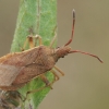 Kampuotblakė - Ceraleptus lividus  | Fotografijos autorius : Gintautas Steiblys | © Macrogamta.lt | Šis tinklapis priklauso bendruomenei kuri domisi makro fotografija ir fotografuoja gyvąjį makro pasaulį.