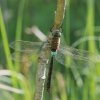 Karališkasis laumžirgis - Anax parthenope | Fotografijos autorius : Deividas Makavičius | © Macrogamta.lt | Šis tinklapis priklauso bendruomenei kuri domisi makro fotografija ir fotografuoja gyvąjį makro pasaulį.