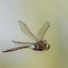 Karališkasis laumžirgis - Anax parthenope | Fotografijos autorius : Dalia Račkauskaitė | © Macrogamta.lt | Šis tinklapis priklauso bendruomenei kuri domisi makro fotografija ir fotografuoja gyvąjį makro pasaulį.