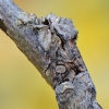 Karklinis naktinukas - Brachylomia viminalis | Fotografijos autorius : Arūnas Eismantas | © Macrogamta.lt | Šis tinklapis priklauso bendruomenei kuri domisi makro fotografija ir fotografuoja gyvąjį makro pasaulį.