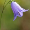 Apskritalapis katilėlis - Campanula rotundifolia | Fotografijos autorius : Gintautas Steiblys | © Macrogamta.lt | Šis tinklapis priklauso bendruomenei kuri domisi makro fotografija ir fotografuoja gyvąjį makro pasaulį.