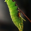 Kentish Glory - Endromis versicolora, caterpillar | Fotografijos autorius : Gintautas Steiblys | © Macronature.eu | Macro photography web site