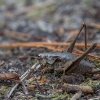 Keršasis žiogas - Pholidoptera griseoaptera ♀ | Fotografijos autorius : Žilvinas Pūtys | © Macrogamta.lt | Šis tinklapis priklauso bendruomenei kuri domisi makro fotografija ir fotografuoja gyvąjį makro pasaulį.