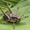 Keršasis žiogas - Pholidoptera griseoaptera | Fotografijos autorius : Kazimieras Martinaitis | © Macrogamta.lt | Šis tinklapis priklauso bendruomenei kuri domisi makro fotografija ir fotografuoja gyvąjį makro pasaulį.