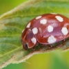 Keturiolikadėmė boružė - Calvia quatuordecimguttata | Fotografijos autorius : Gintautas Steiblys | © Macrogamta.lt | Šis tinklapis priklauso bendruomenei kuri domisi makro fotografija ir fotografuoja gyvąjį makro pasaulį.