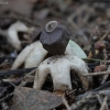 Keturskiautis žvaigždinas - Geastrum quadrifidum | Fotografijos autorius : Vytautas Gluoksnis | © Macrogamta.lt | Šis tinklapis priklauso bendruomenei kuri domisi makro fotografija ir fotografuoja gyvąjį makro pasaulį.