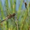 Keturtaškė skėtė - Libellula quadrimaculata | Fotografijos autorius : Dalia Račkauskaitė | © Macrogamta.lt | Šis tinklapis priklauso bendruomenei kuri domisi makro fotografija ir fotografuoja gyvąjį makro pasaulį.