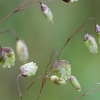 Kiškio ašarėlės - Briza media | Fotografijos autorius : Gintautas Steiblys | © Macrogamta.lt | Šis tinklapis priklauso bendruomenei kuri domisi makro fotografija ir fotografuoja gyvąjį makro pasaulį.