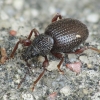 Kiaušiniškasis pjovėjas - Otiorhynchus ovatus ? | Fotografijos autorius : Vidas Brazauskas | © Macrogamta.lt | Šis tinklapis priklauso bendruomenei kuri domisi makro fotografija ir fotografuoja gyvąjį makro pasaulį.